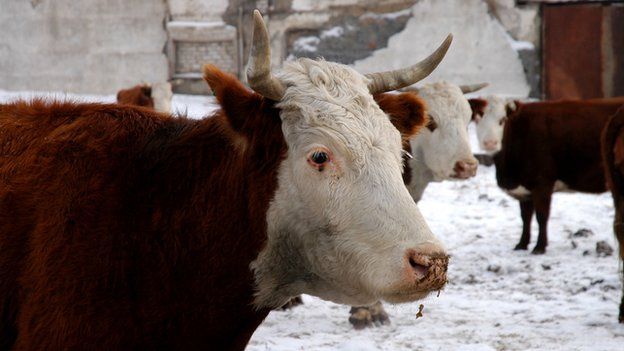 Kazakh cattle