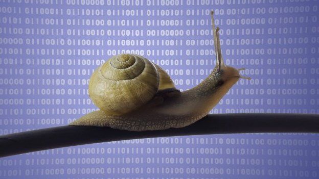 Snail data