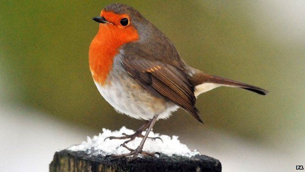 Robin tops poll to find UK's 'national bird' - BBC News