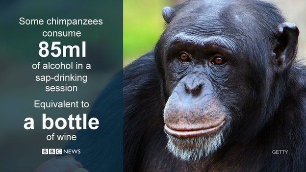Chimpanzees found to drink alcoholic plant sap in wild