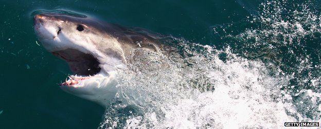 California swimmer badly injured in shark attack, News