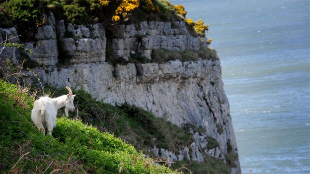 A goat on the Great Orme