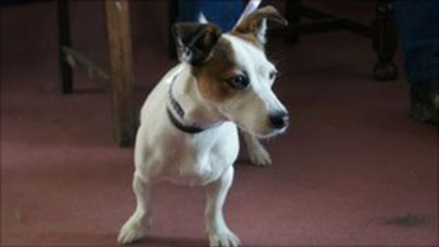 Fears for poorly dog stolen from animal rescue centre