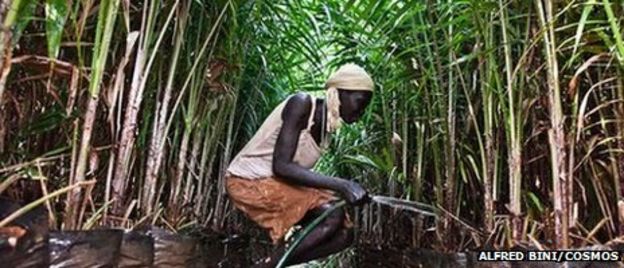 Ethiopia, Gambella. Abago (28) from the village of Ibago waters the oil palm nursery in the Karuturi compound.