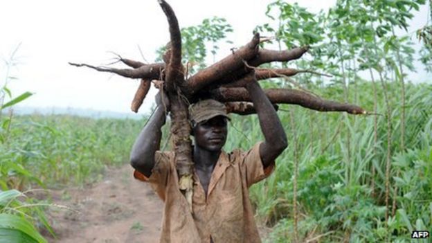 A farmer carries a bunch of cassava roots in Nigeria's Osun State on 26 August 2010