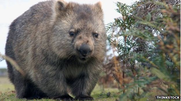 Australias Wombats Struggling To Survive Bbc News - 
