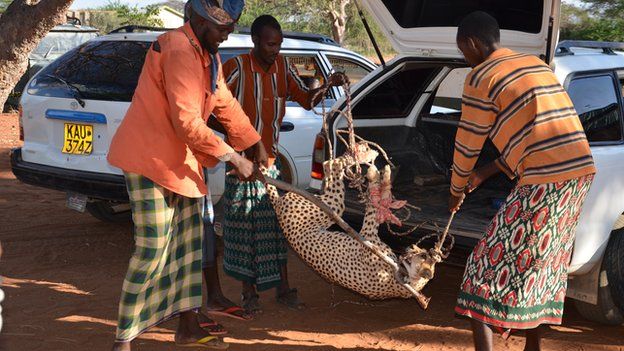 One of the cheetahs captured by four Kenyan man