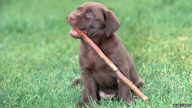 _73874379_chocolate_labrador_retriever_with_stick-spl.jpg