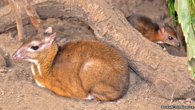 Spain Endangered Hamster Sized Deer Born In Zoo c News