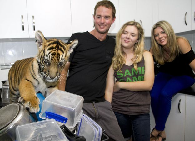 Тигр играет с мытьем посуды