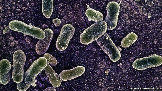 Бактерия Salmonella Enteritidis