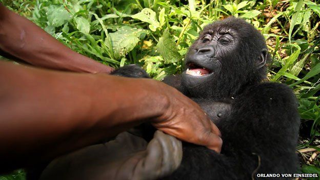 Недзи, горная горилла, живущая в национальном парке Вирунга, смеется с смотрителем парка