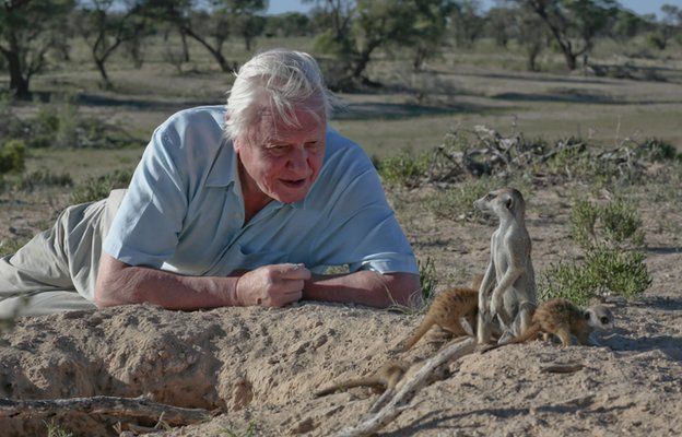 David Attenborough reveals his favourite animal stories - BBC News