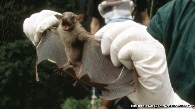 Летучая мышь поймана для тестирования на Эболу