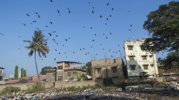 Crows in Mombasa