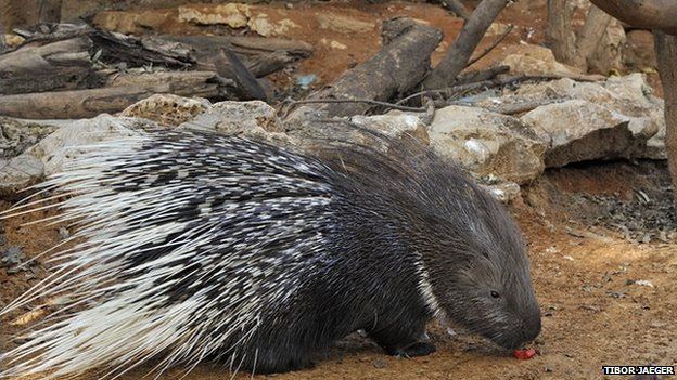 Israel Orphaned Porcupine Finds Love With Wild Suitor Bbc News