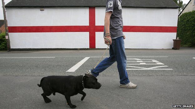 Staffordshire Bull Terriers A Question Of Class Bbc News