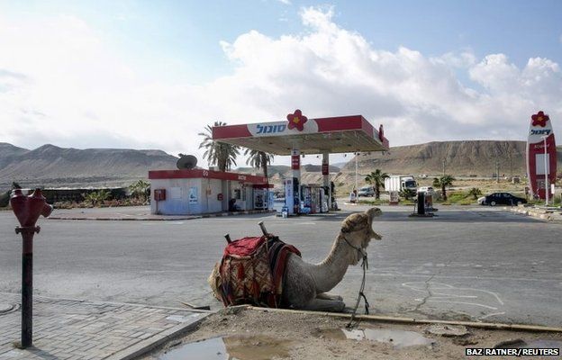 Μια καμήλα στηρίζεται σε πρατήριο καυσίμων κοντά στην πόλη Jericho της Δυτικής Όχθης