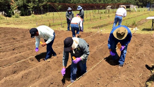 Cultivo de maíz palomero en Valle de Bravo, México
