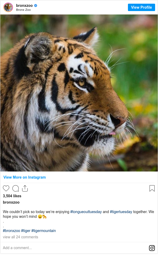 Instagram post by bronxzoo: We couldn’t pick so today we’re enjoying #tongueouttuesday and #tigertuesday together. We hope you won’t mind 😌🐅
.
.
#bronxzoo #tiger #tigermountain