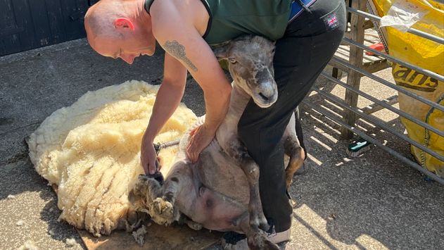 Sheep being sheered