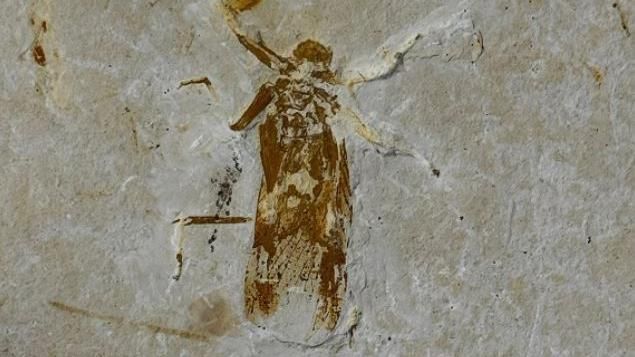 Insect fossil close-up