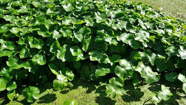 Floating pennywort (image courtesy of the Canal and River Trust)
