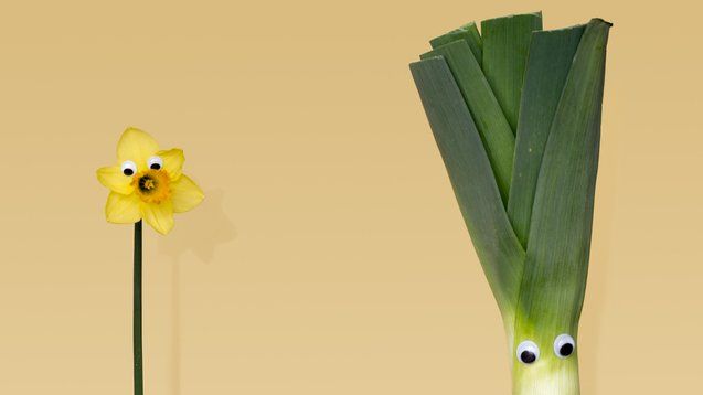 daffodil and leek