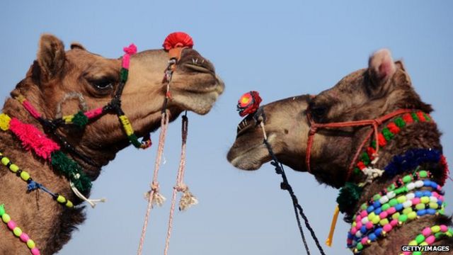 India Royal Family Ends Tradition Of Camel Sacrifice Bbc News