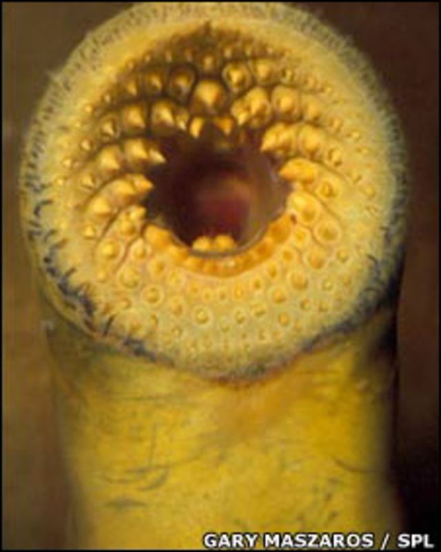 Lampréia