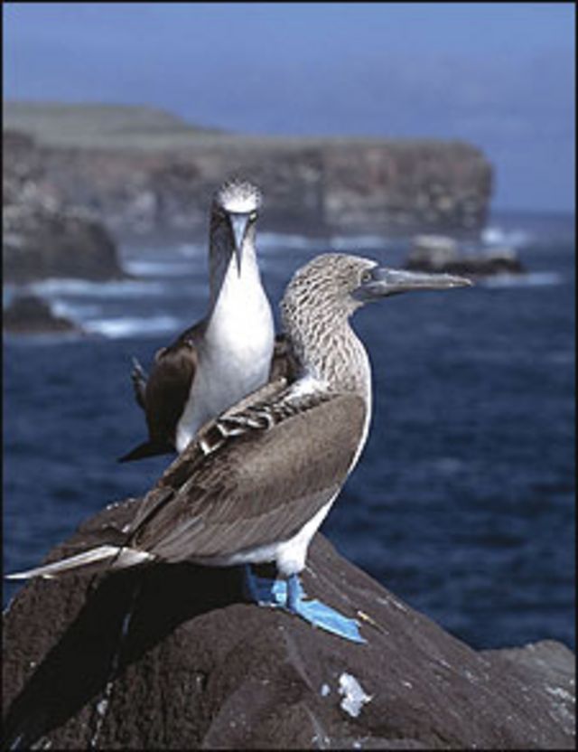 A desconhecida e ameaçada 'Galápagos' da Europa - BBC News Brasil