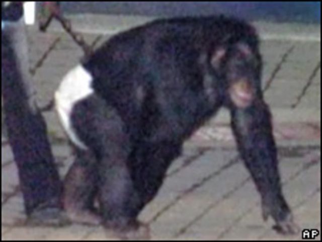 Chimpanzé macho mais velho dos EUA morre aos 63 anos