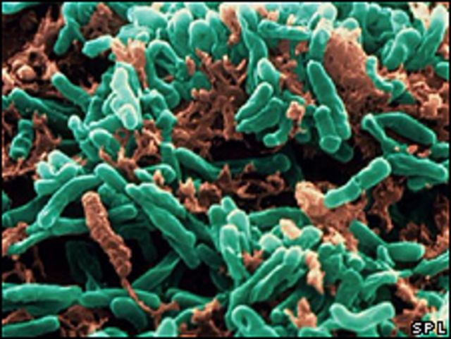 Bacteria tuberculosa