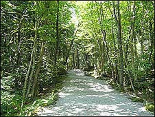 Bosque de Aokiganhara (Foto: gobierno de Yamanashi)