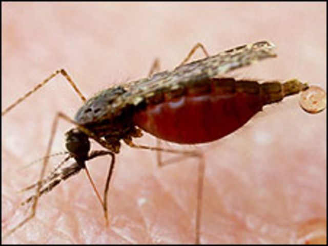 Mosquito malárico