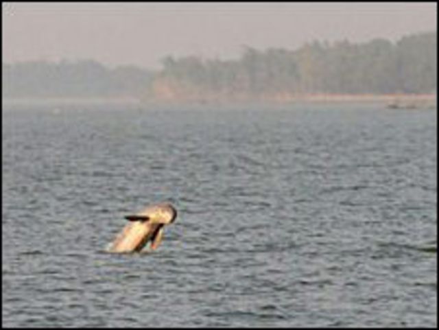 Delfin Irrawaddy