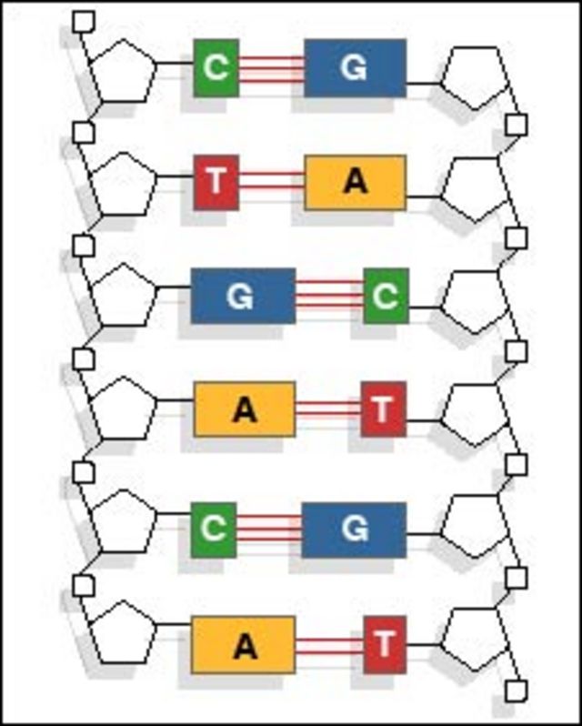 Molécula de ADN