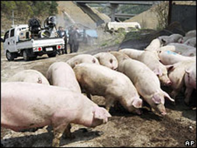 Cerdos en una granja en Corea del Sur.