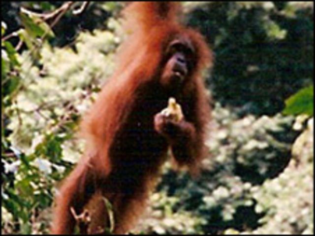 Orangotango ameaçado de extinção é visto fumando em zoológico no