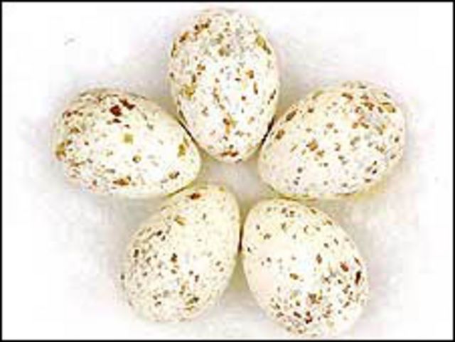 Huevos pigmentados. Foto: Hernando Salazar.