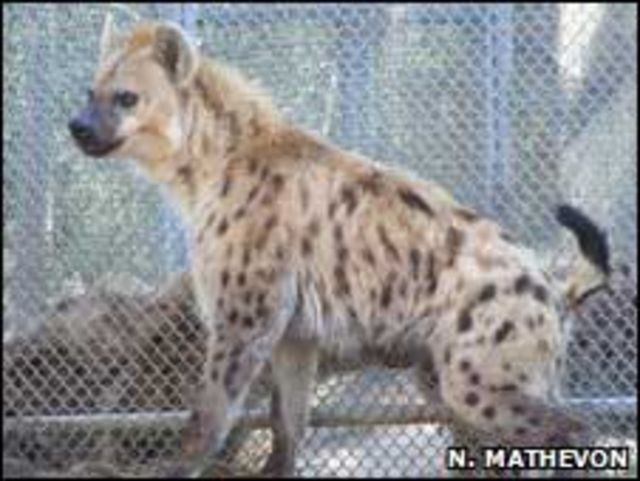 Cientistas decifram motivo de risadas de hienas - BBC News Brasil