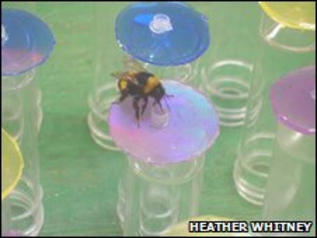 Experimento con abejas