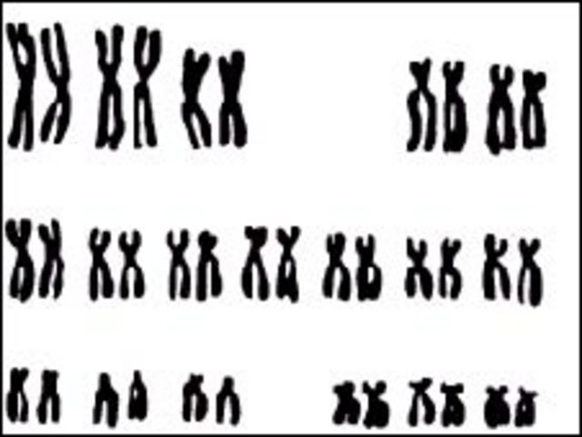 Copias de cromosomas