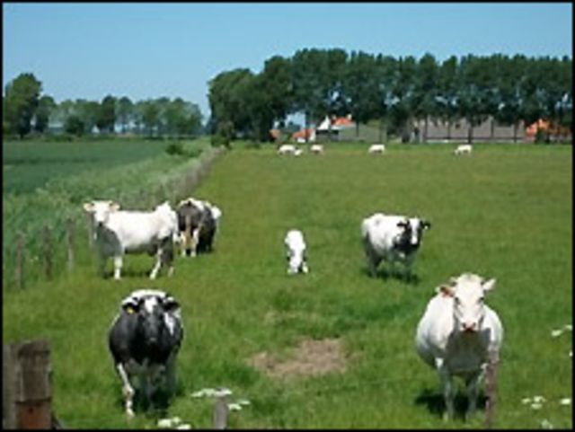 Campos europeos