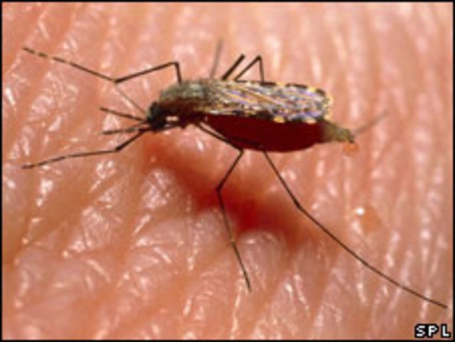 El mosquitó que transmite la malaria
