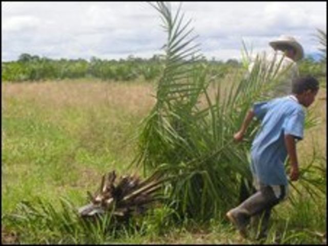 Afrocolombianos arrancan una planta de aceite de palma 