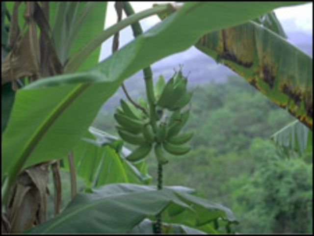 Amazonia peruana