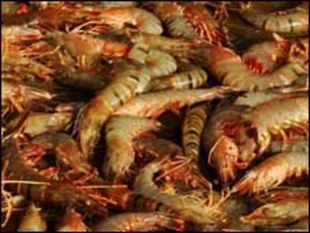 Shrimp