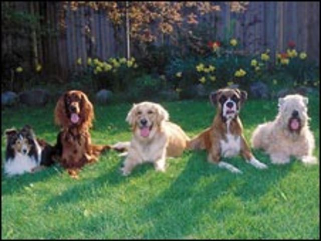 Perros