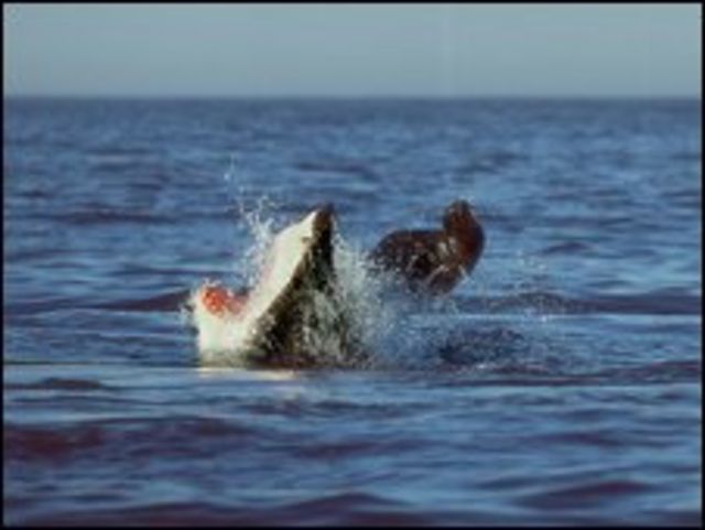 Tiburón blanco